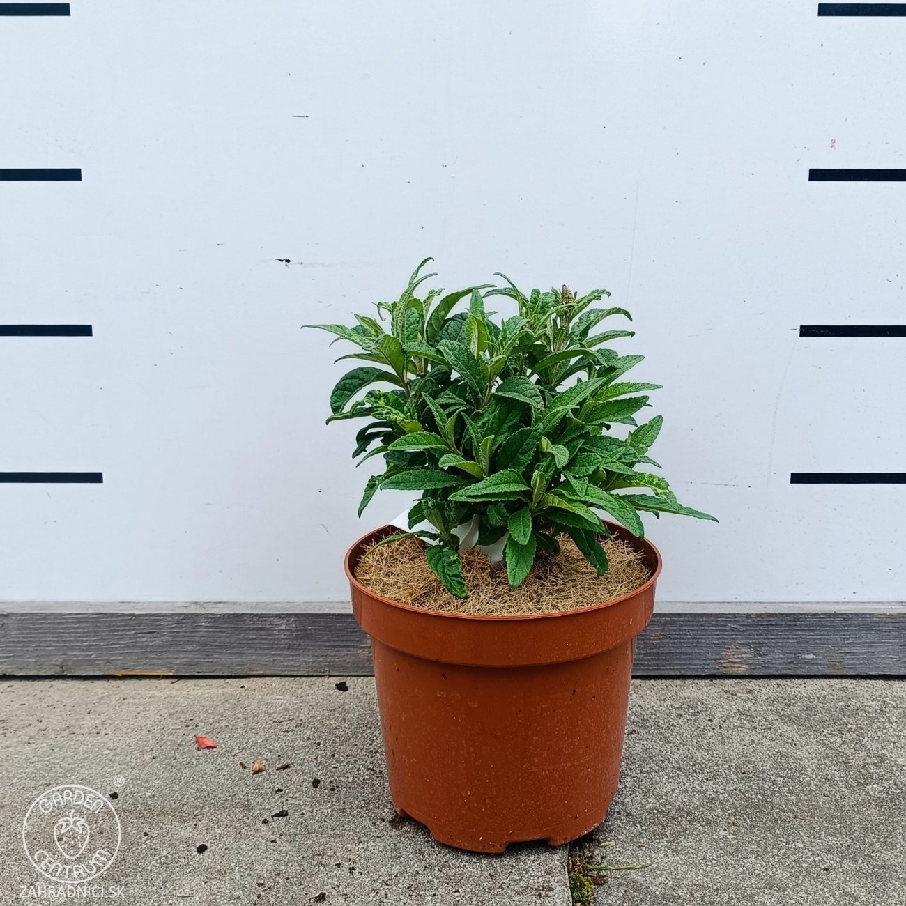 Obrázok Budleja Dávidova (Buddleja Davidii) ‘LITTLE LILA BUTTERFLY CANDY’® - výška 10-20 cm, kont. C2L